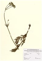 藏品(纈草)的圖片